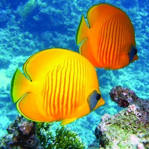Qwell_Snorkeling_Article_5